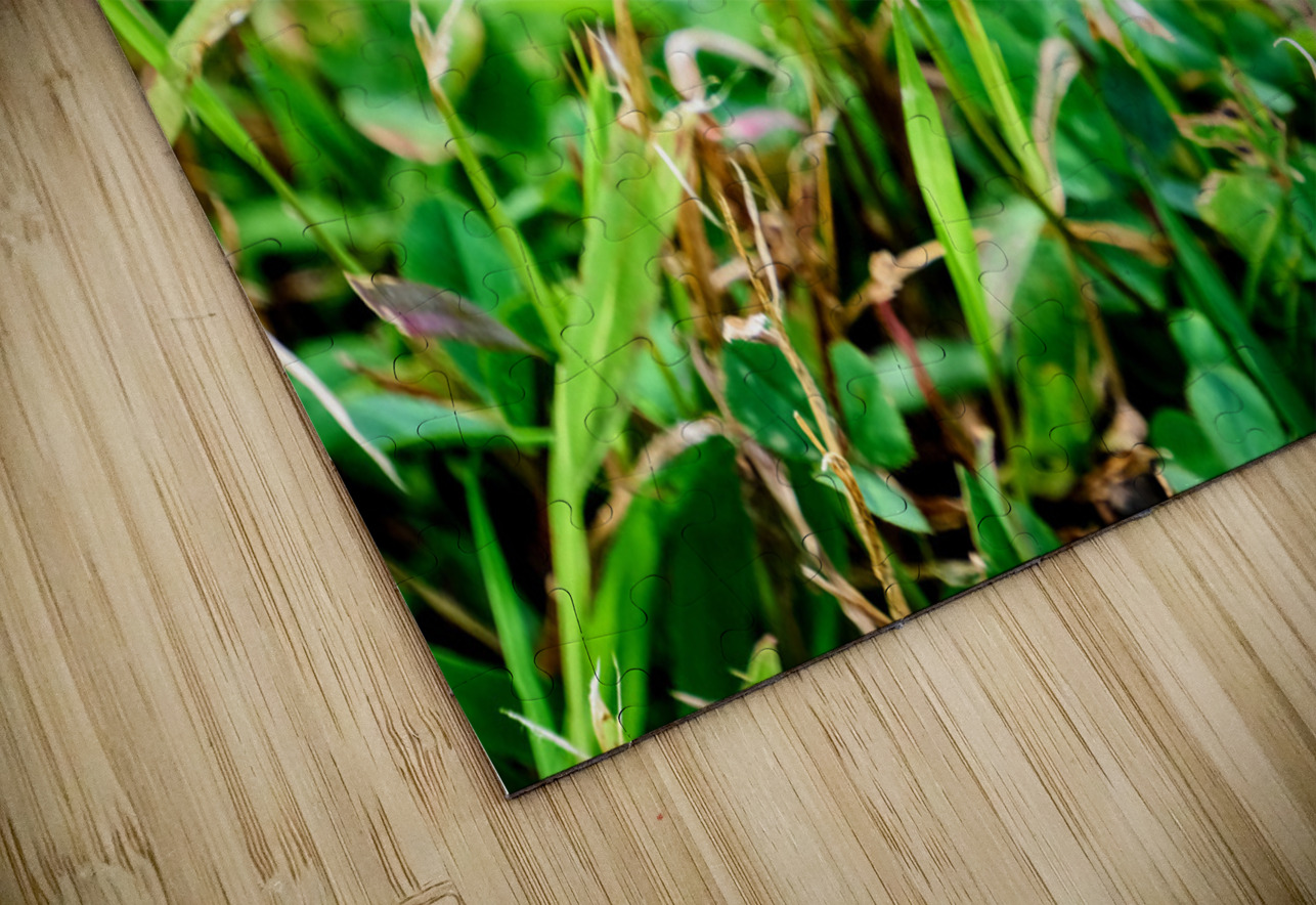 Buttery Butterfly as Omen of Calm Click4Pix Puzzle