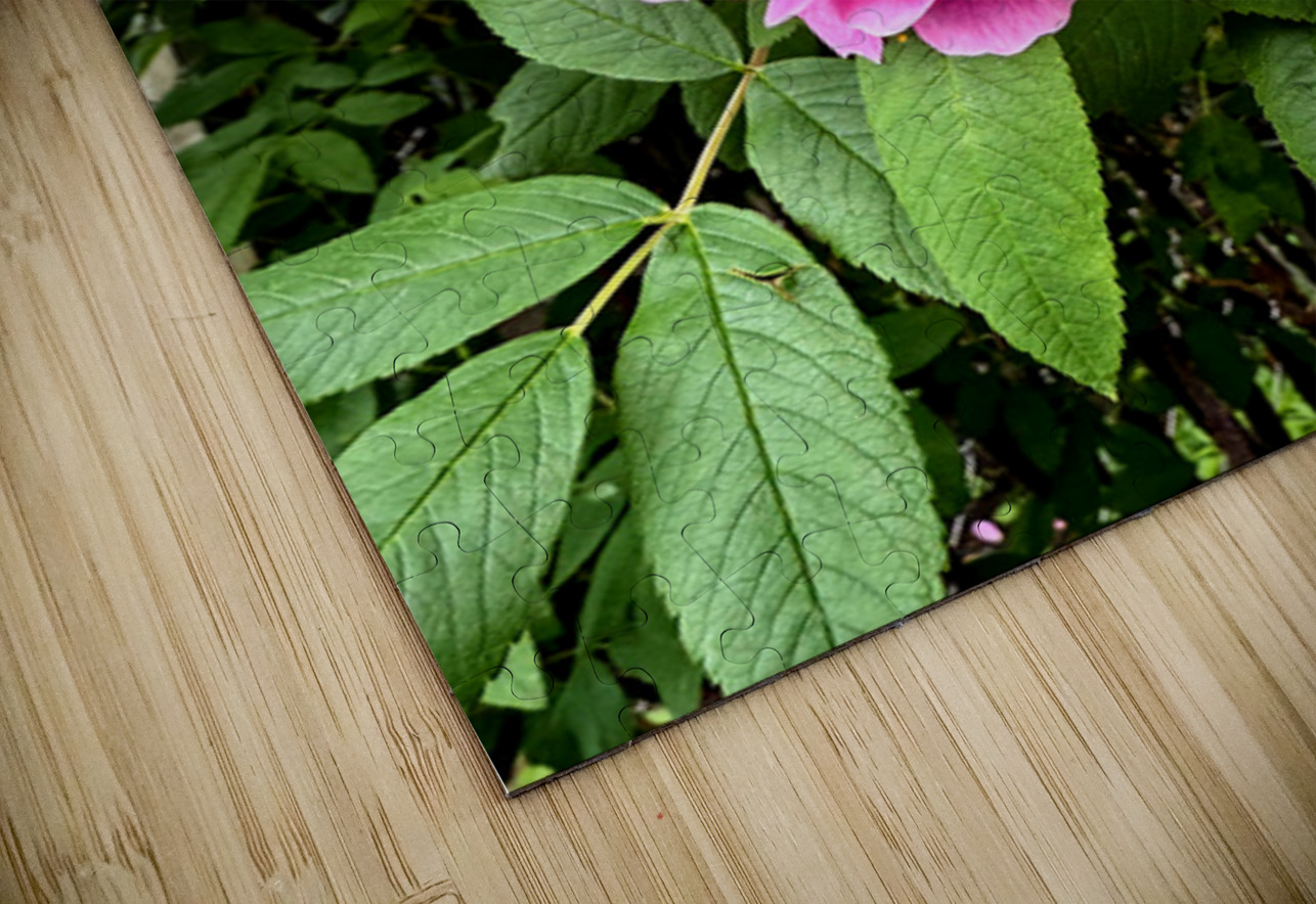 Wild Grace: The Rugosa Bloom Click4Pix Puzzle