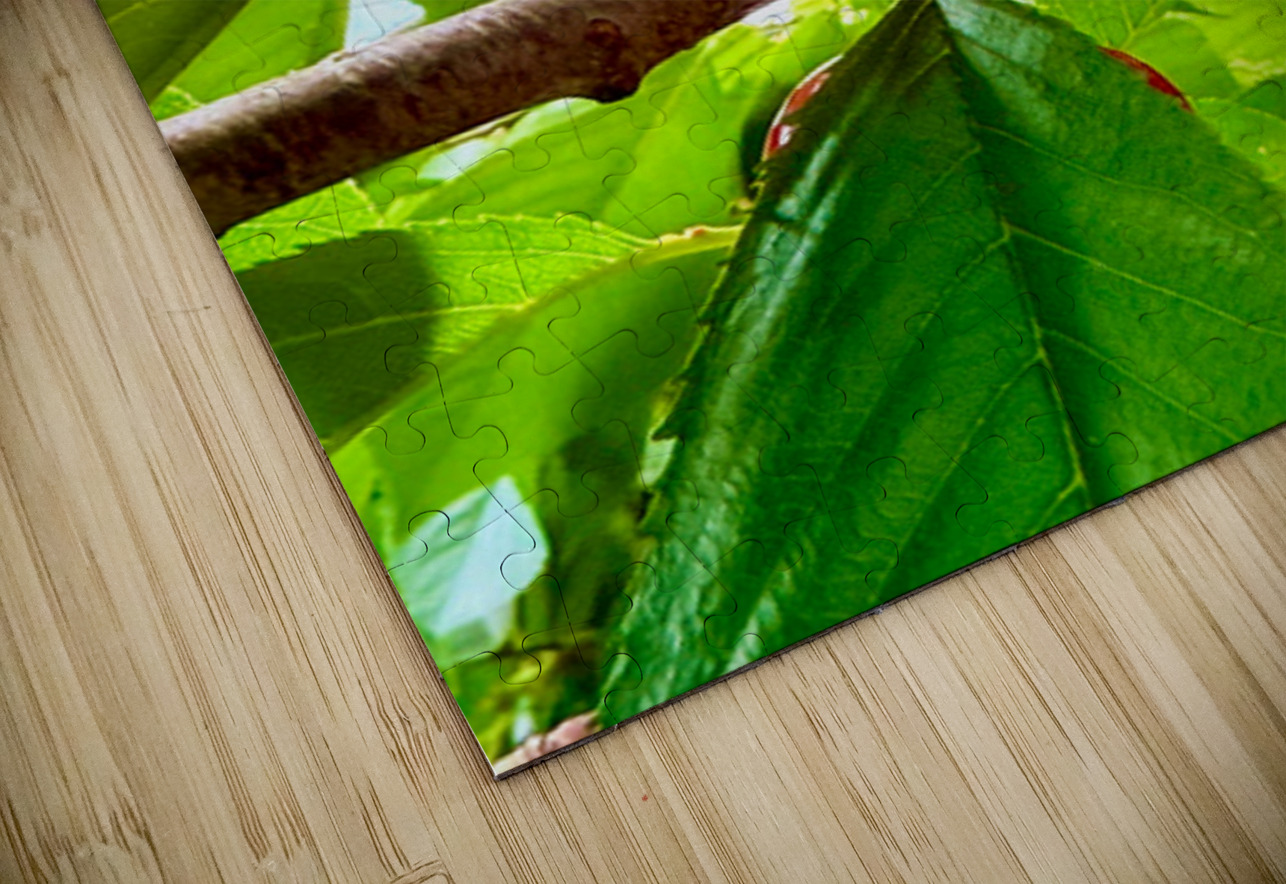 Twin Suns on the Orchard Axis Click4Pix Puzzle