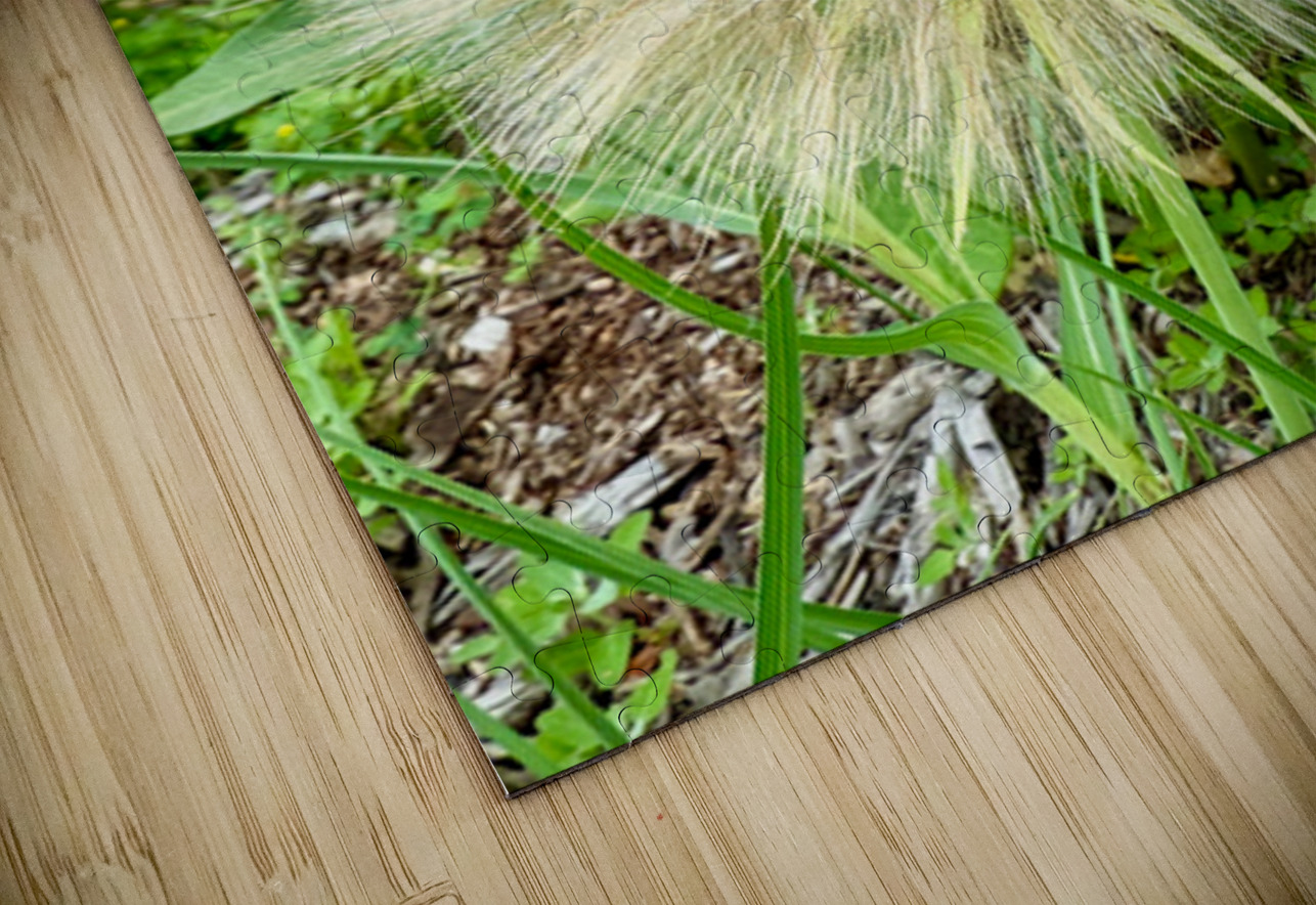 Prairie Starburst: A Prayer in Plant Form Click4Pix Puzzle