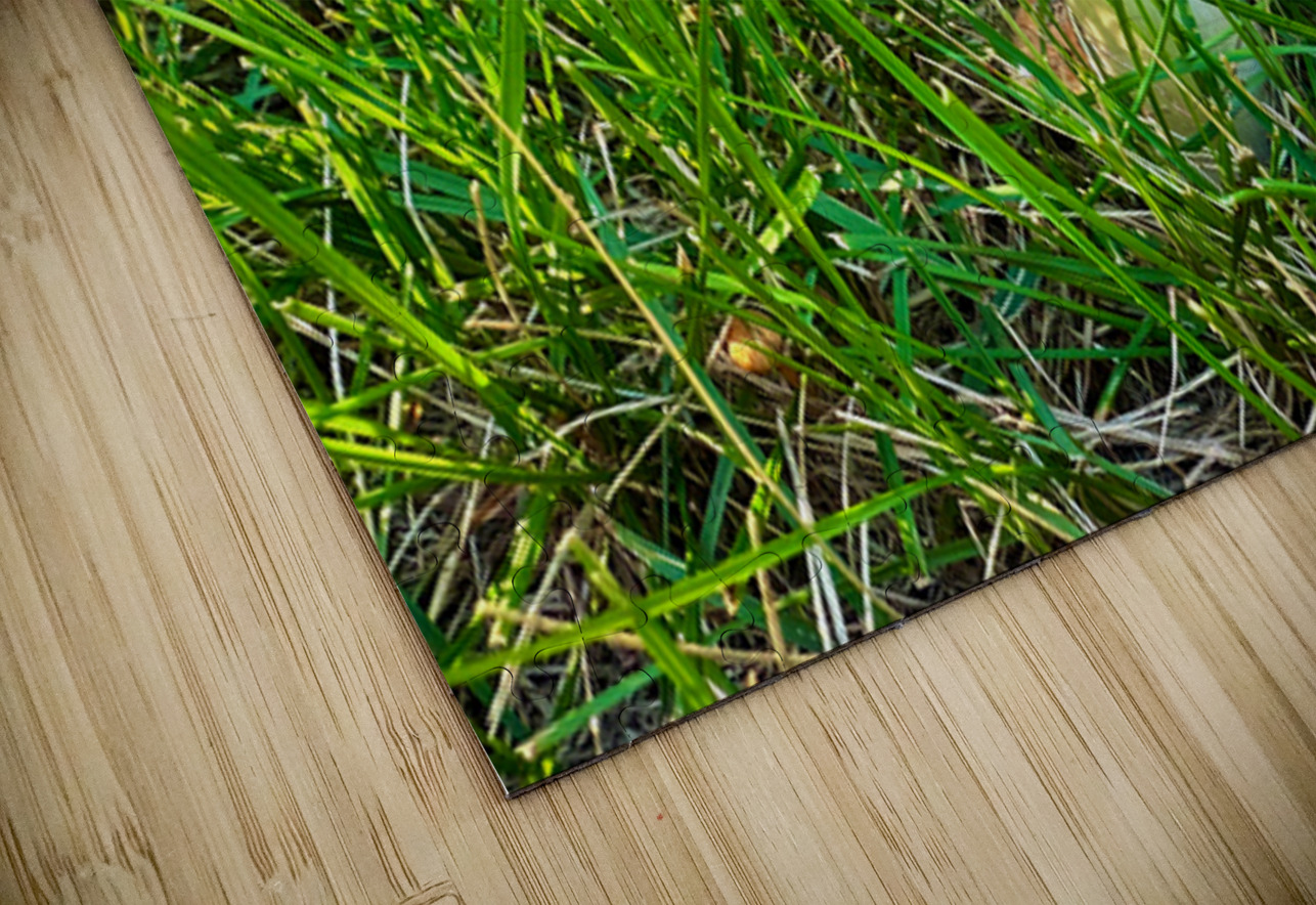 A Quiet Uprising from Below Click4Pix Puzzle