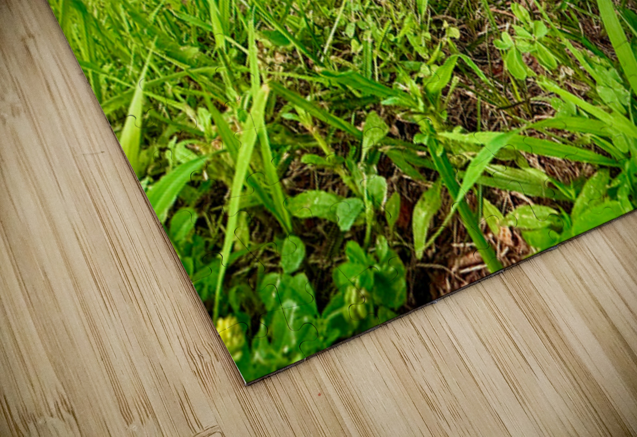 The Lone Umbrella of Morning Light Click4Pix Puzzle