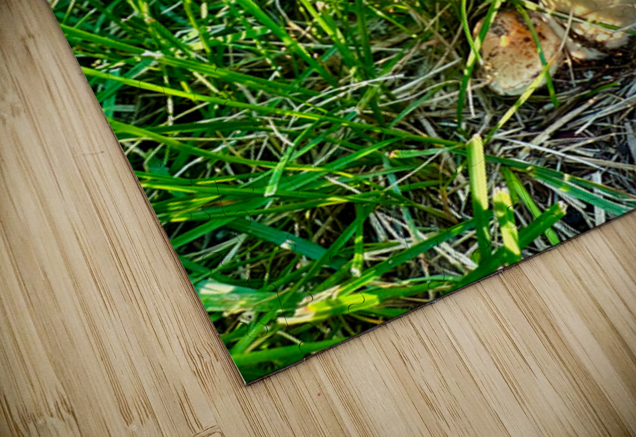 The Philosopher’s Cap Click4Pix Puzzle