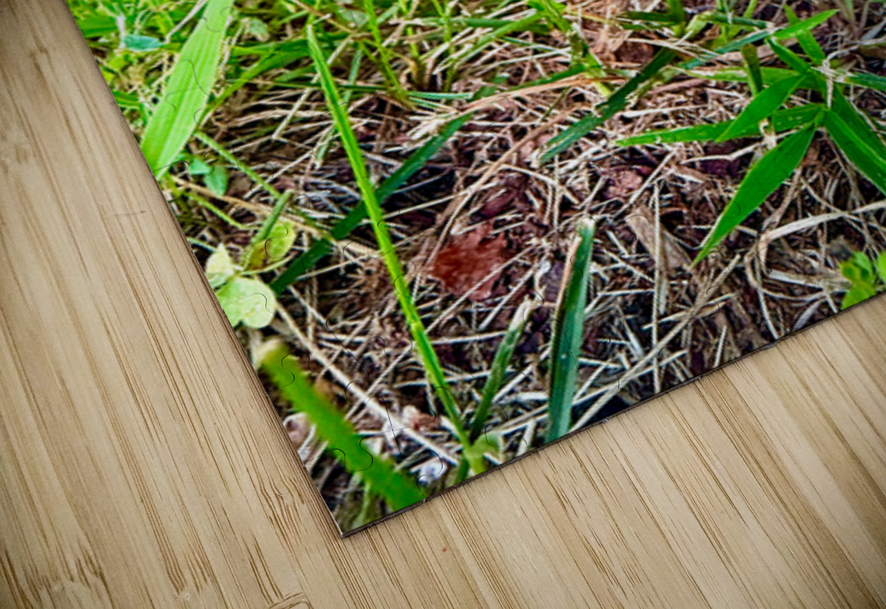 Under the Cap: A Fungal World Revealed Click4Pix Puzzle