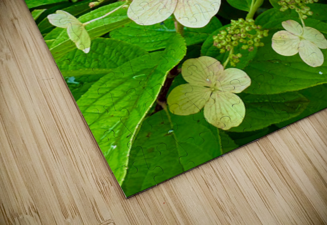  Pale Hydrangea Cluster Click4Pix Puzzle