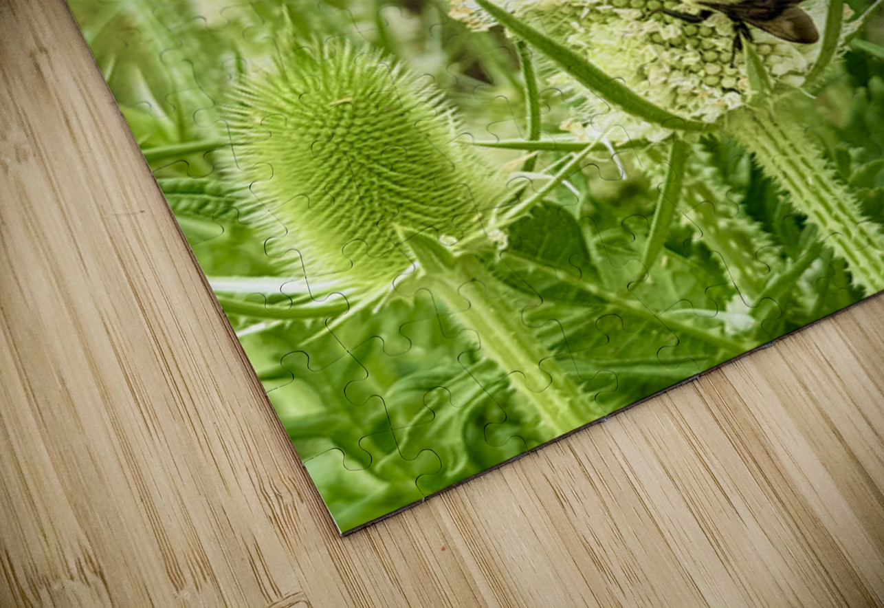 Nature’s Bristle Crown Click4Pix Puzzle