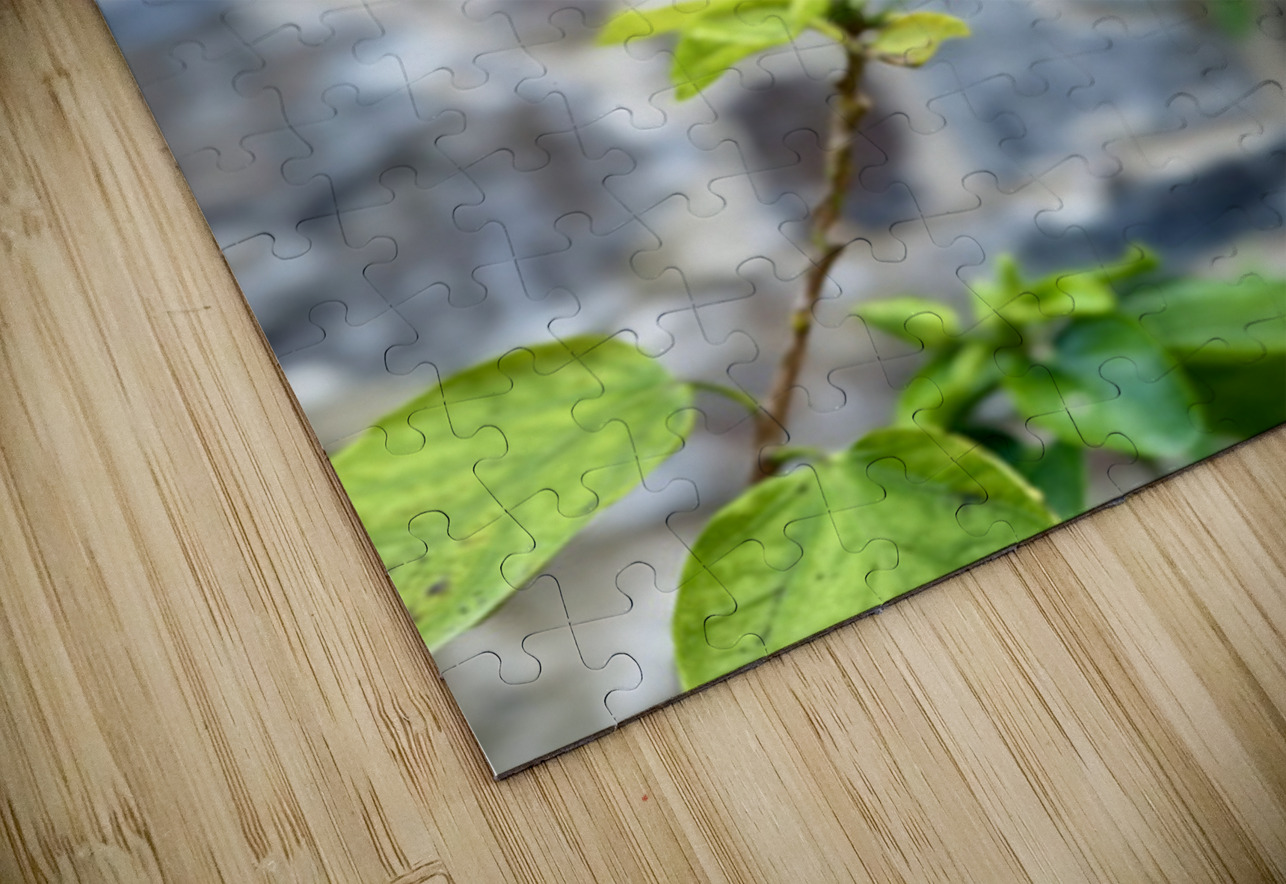 IMG 9957 Click4Pix Puzzle