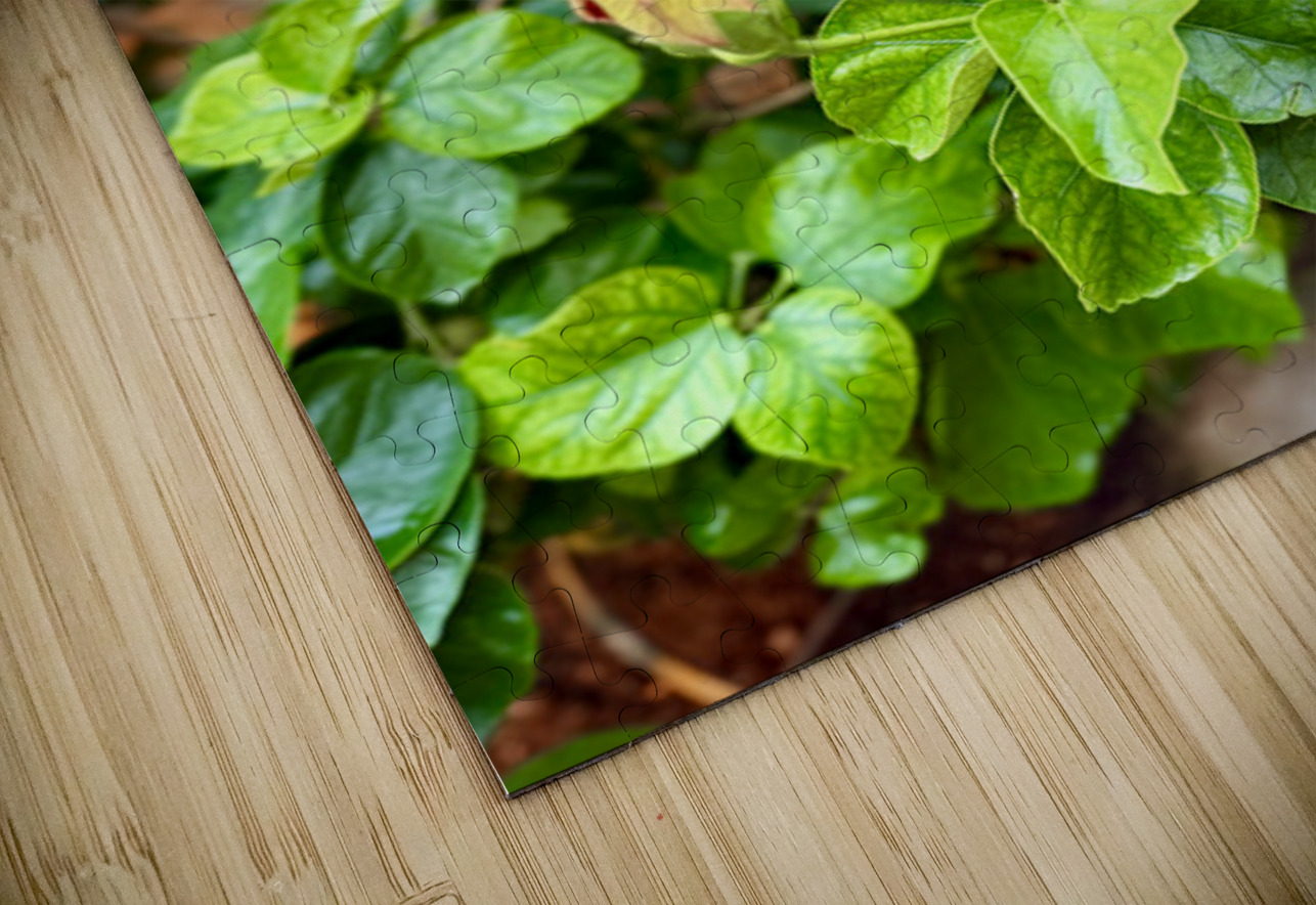 IMG 9958 Click4Pix Puzzle