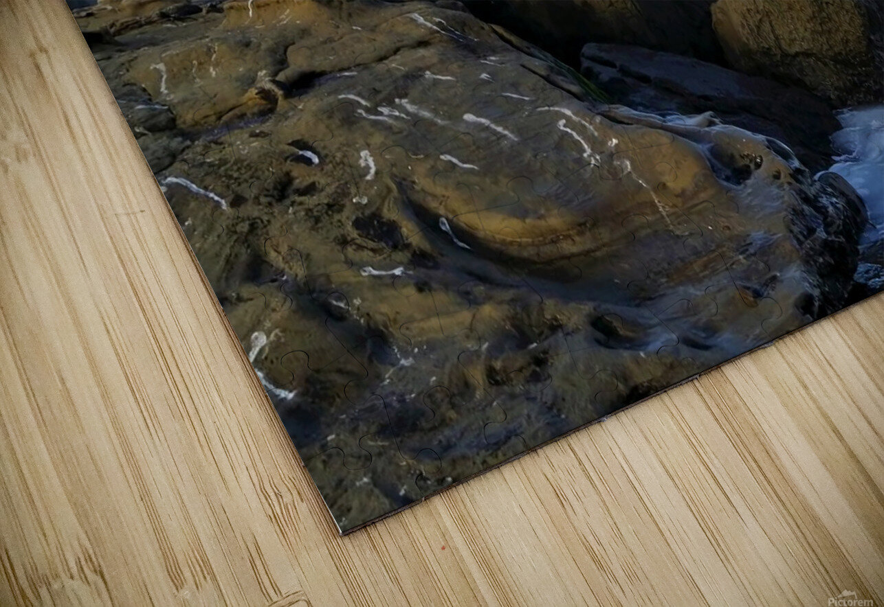 Seal Bird Watching 2 Click4Pix Puzzle