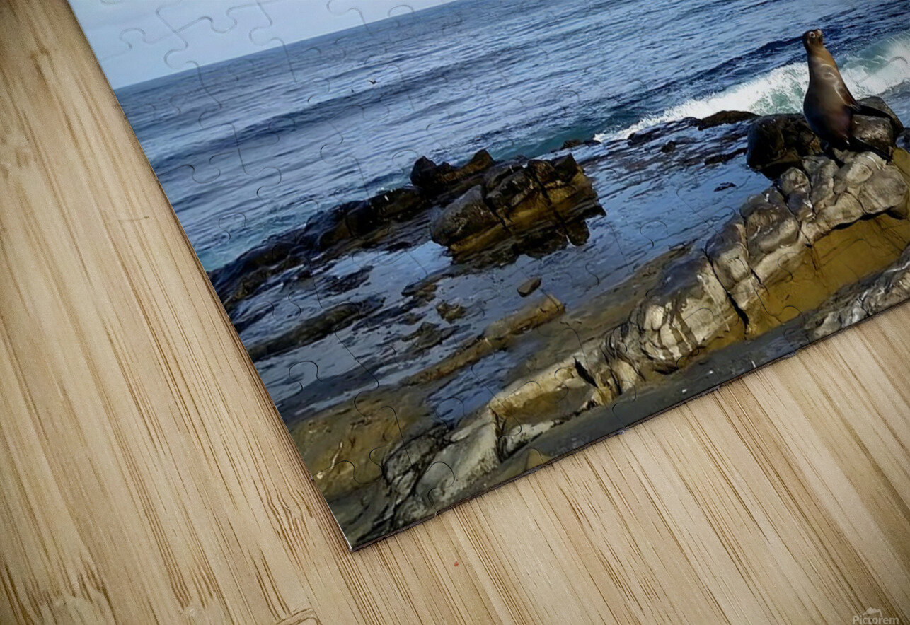 Seal Bird Watching 3 Click4Pix Puzzle