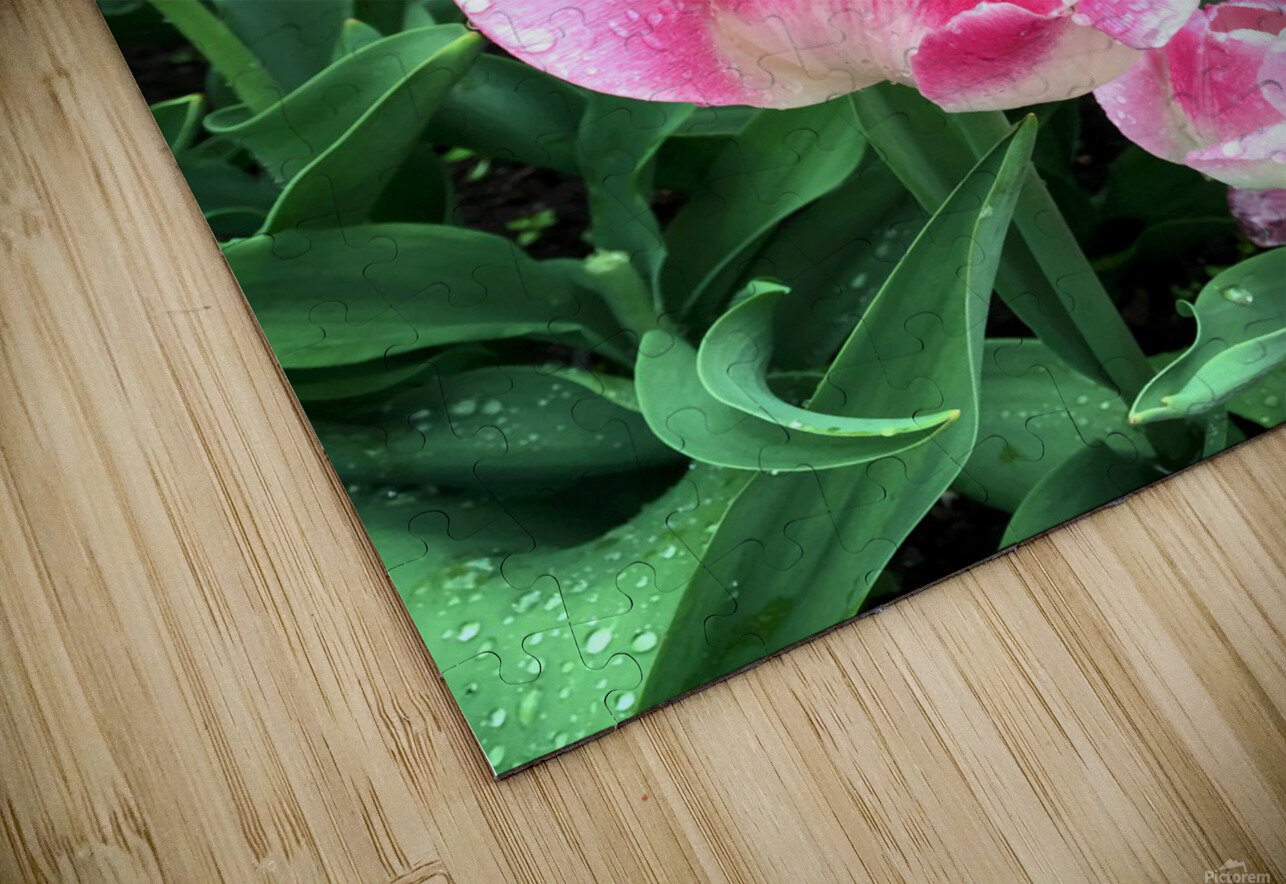 Tulips Are Better Than One B Click4Pix Puzzle