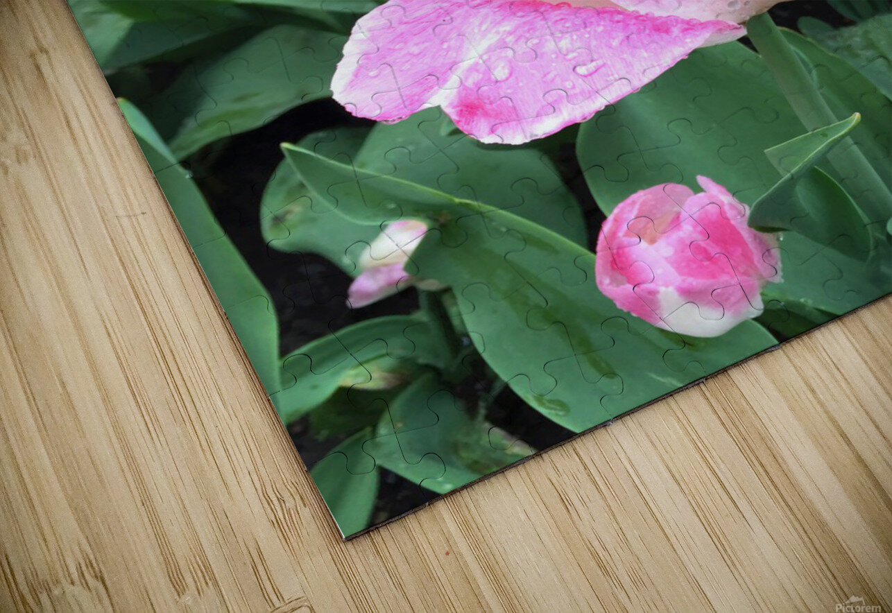 Tulips Are Better Than One C Click4Pix Puzzle