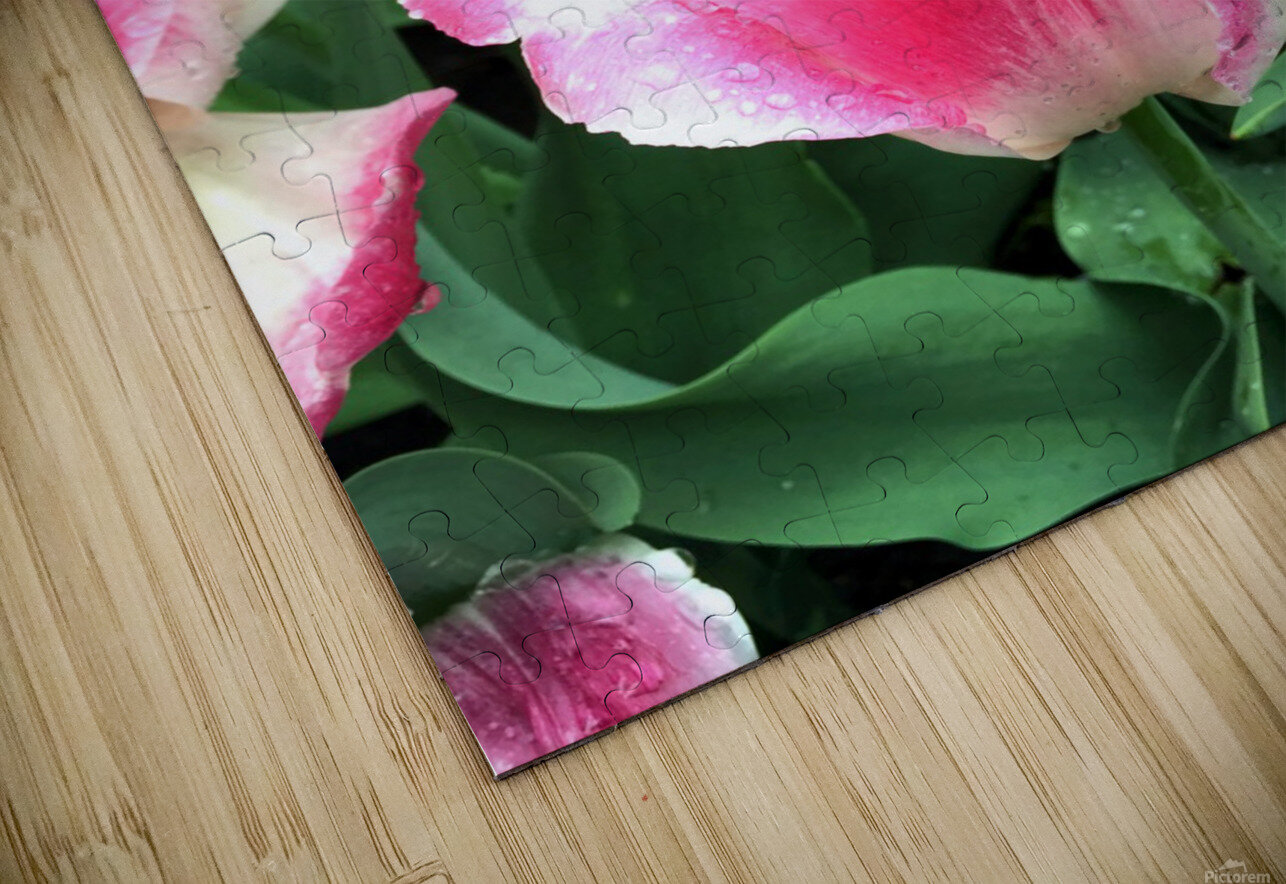 Tulips Are Better Than One Click4Pix Puzzle