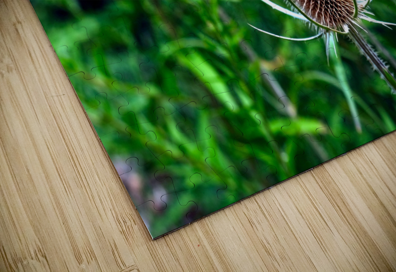 A Beautiful Prick Click4Pix Puzzle