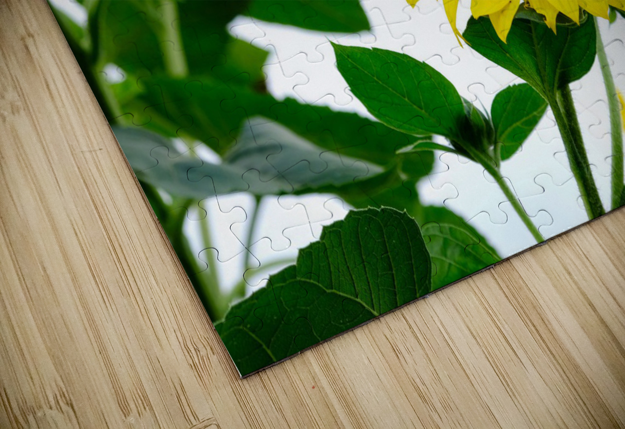 Hello Sunshine   Click4Pix Puzzle