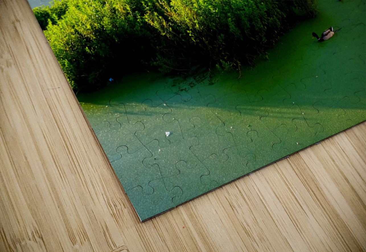 Ducking the Tourists Click4Pix Puzzle