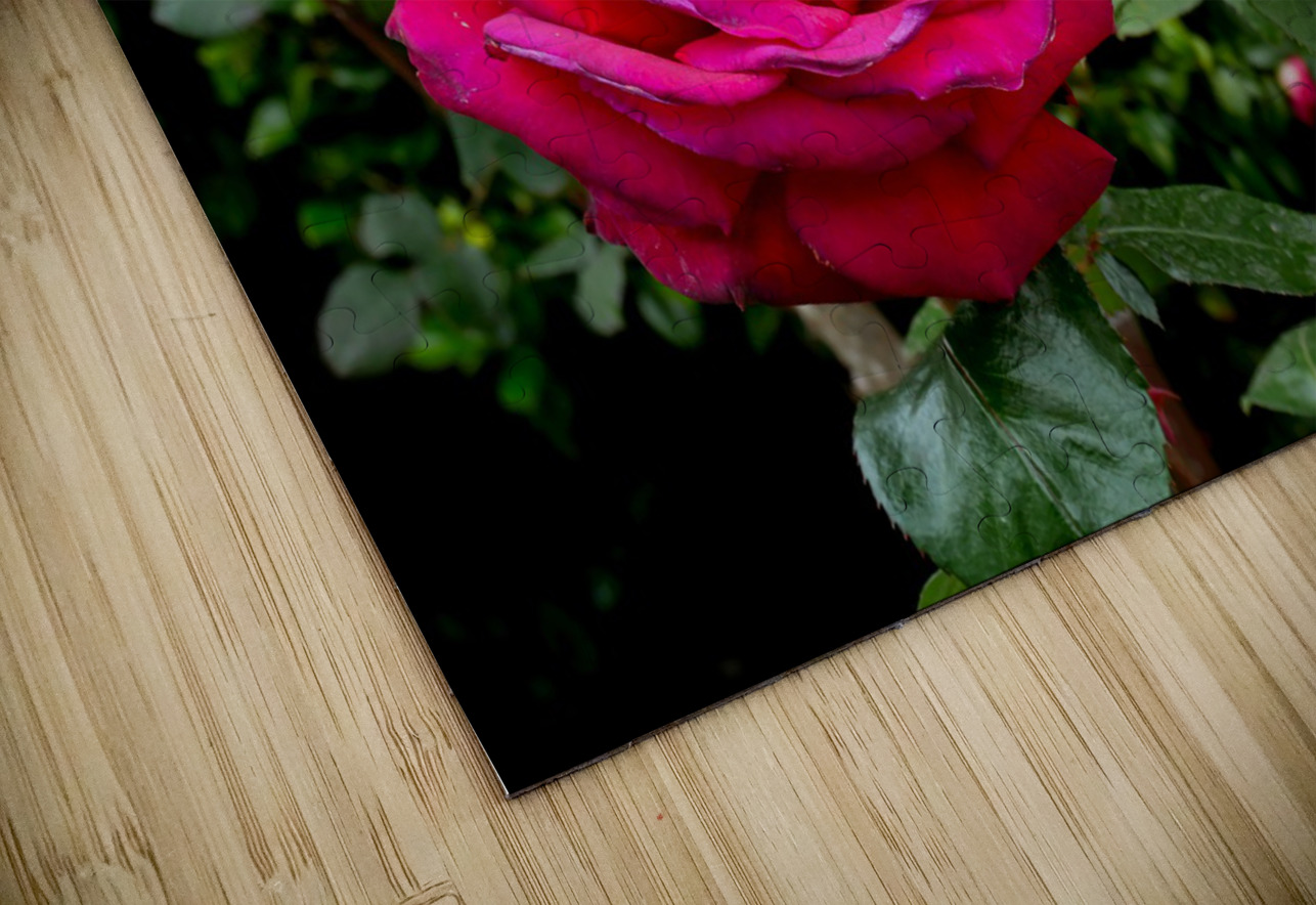 Two Roses Click4Pix Puzzle