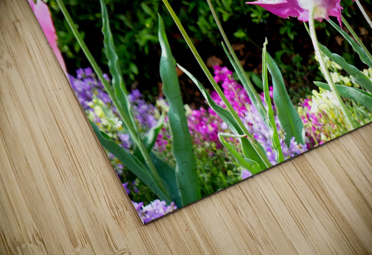 Tulips Singing to the Sun Click4Pix Puzzle