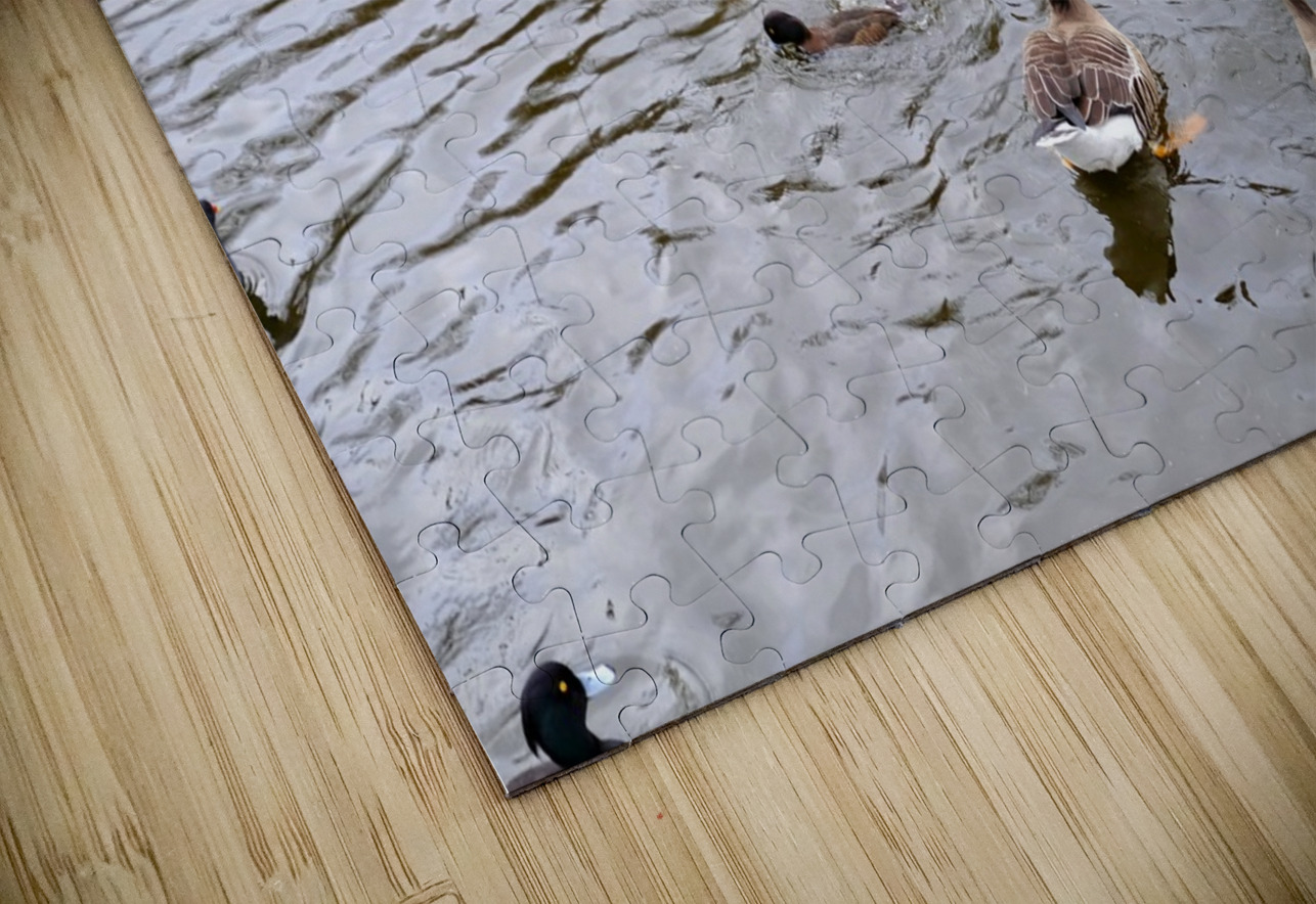 Pigeon Photobomb Click4Pix Puzzle