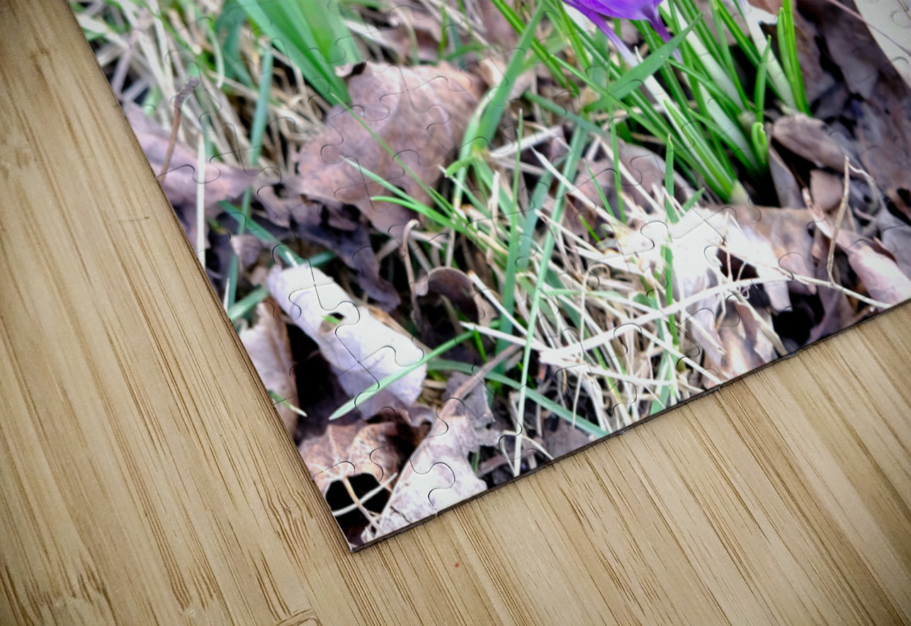 Crocus Revival Click4Pix Puzzle