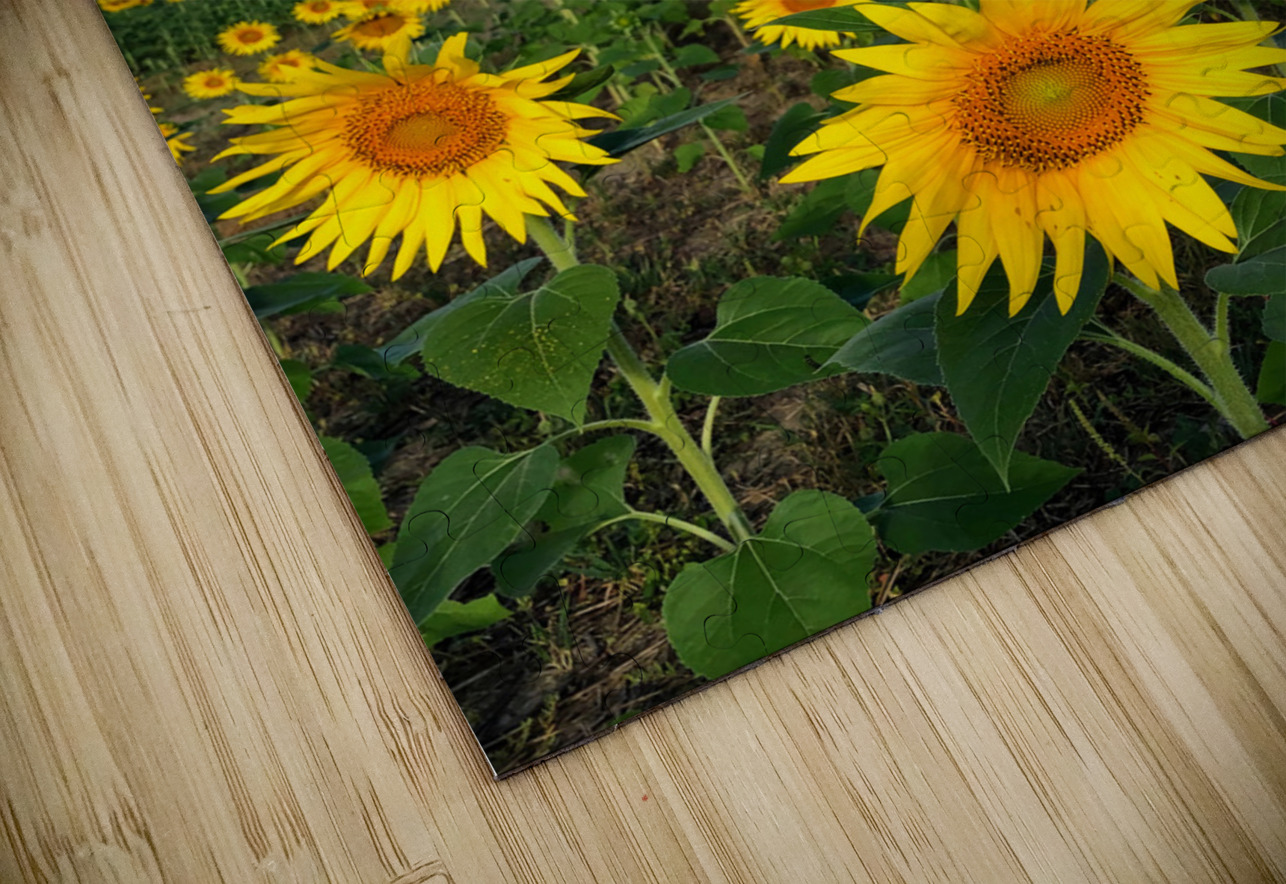 Fields of Joy Click4Pix Puzzle