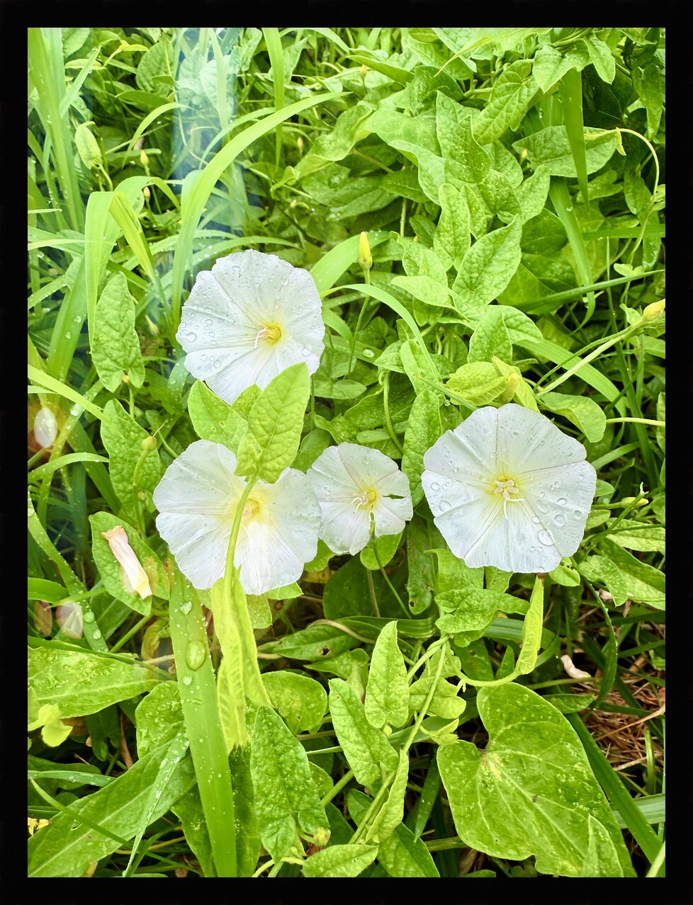 Impression de cadre personnalisé