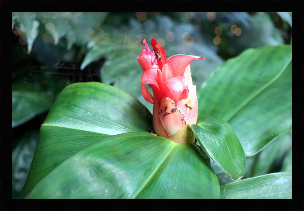 Impression de cadre personnalisé